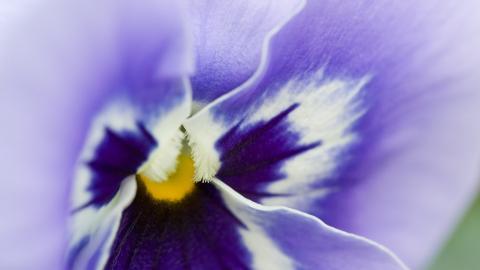 摄影下的微距花儿图片