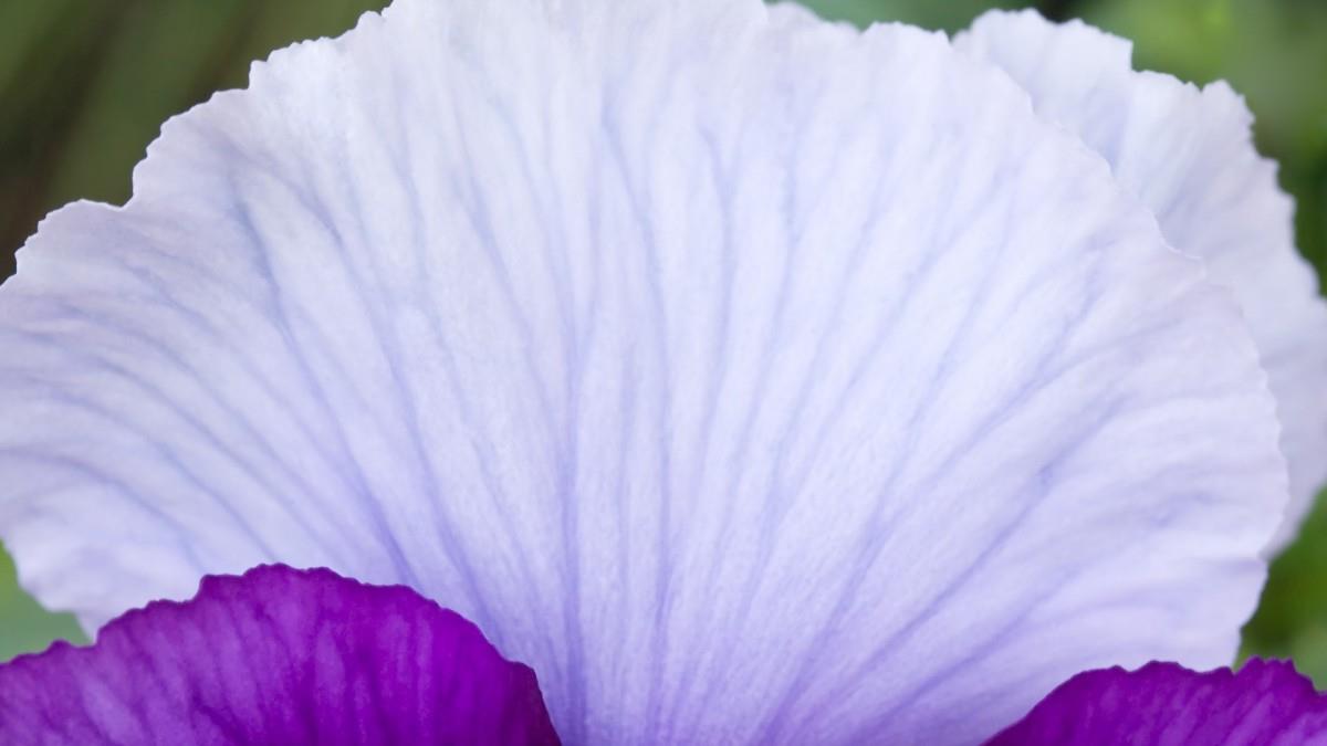 摄影下的微距花儿图片