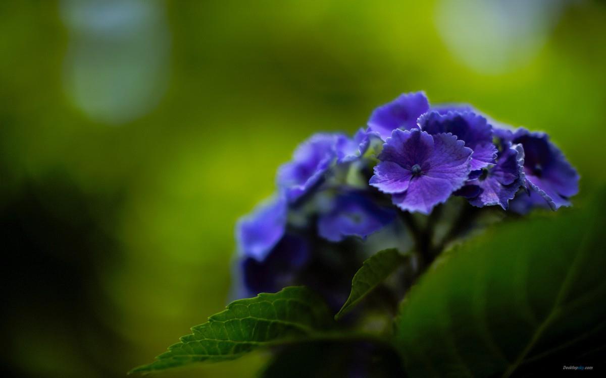 美丽清雅的绣球花图片