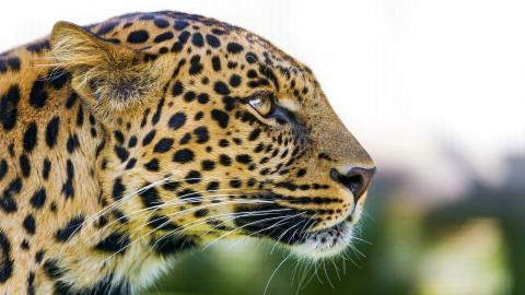 金钱豹图片壁纸