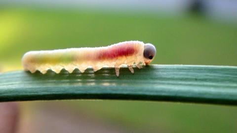 可爱的毛毛虫图片