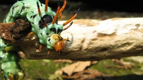 可爱的毛毛虫图片