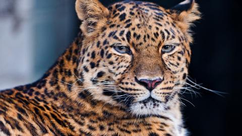 金钱豹图片壁纸