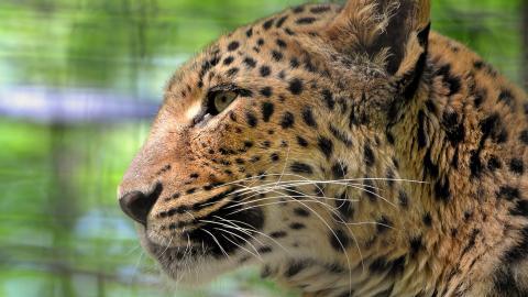 金钱豹图片壁纸