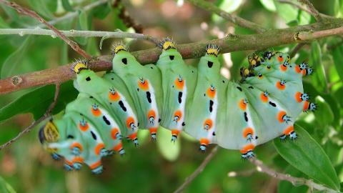 可爱的毛毛虫图片