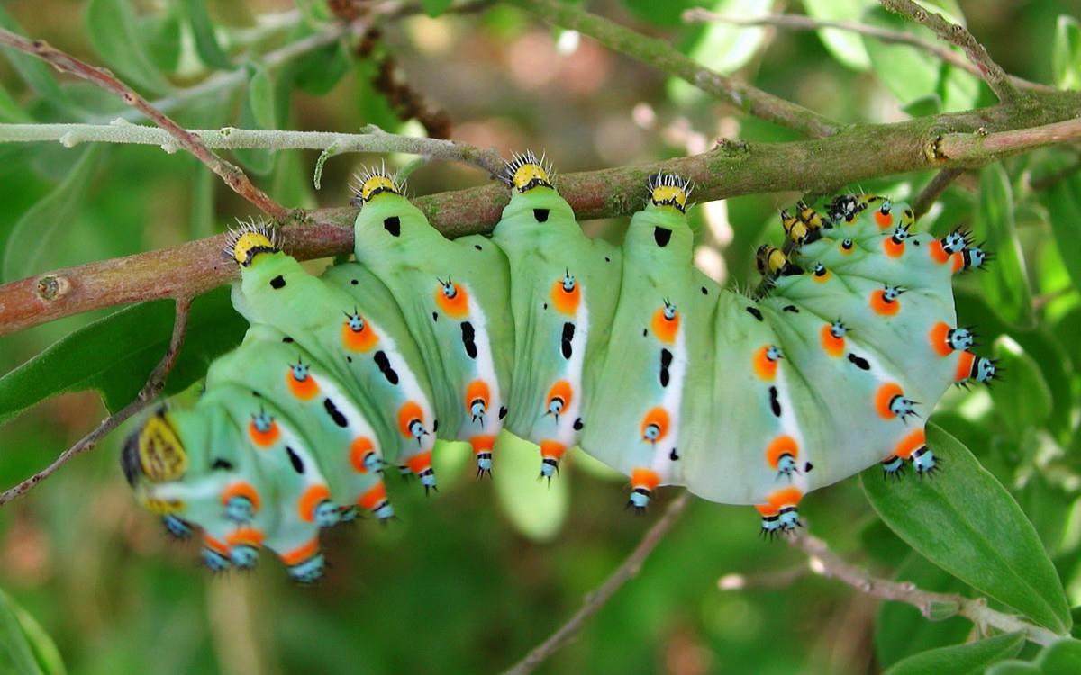 可爱的毛毛虫图片