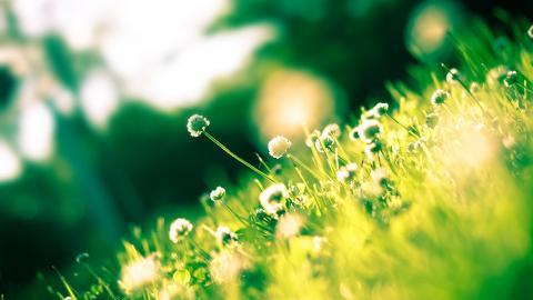 精致唯美的鲜花图片