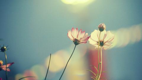 精致唯美的鲜花图片