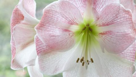 各色的鲜花图片