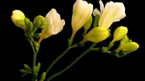 香雪兰花卉图片第二辑