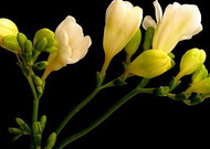 香雪兰花卉图片第二辑