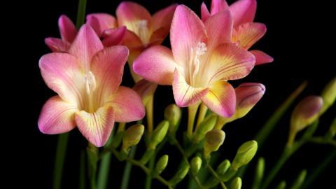 香雪兰花卉图片第二辑