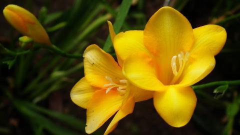 香雪兰花卉图片第二辑