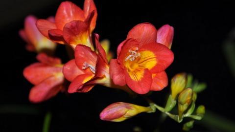 香雪兰花卉图片第二辑