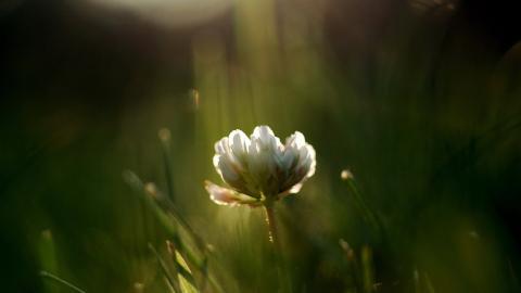 精致唯美的鲜花图片