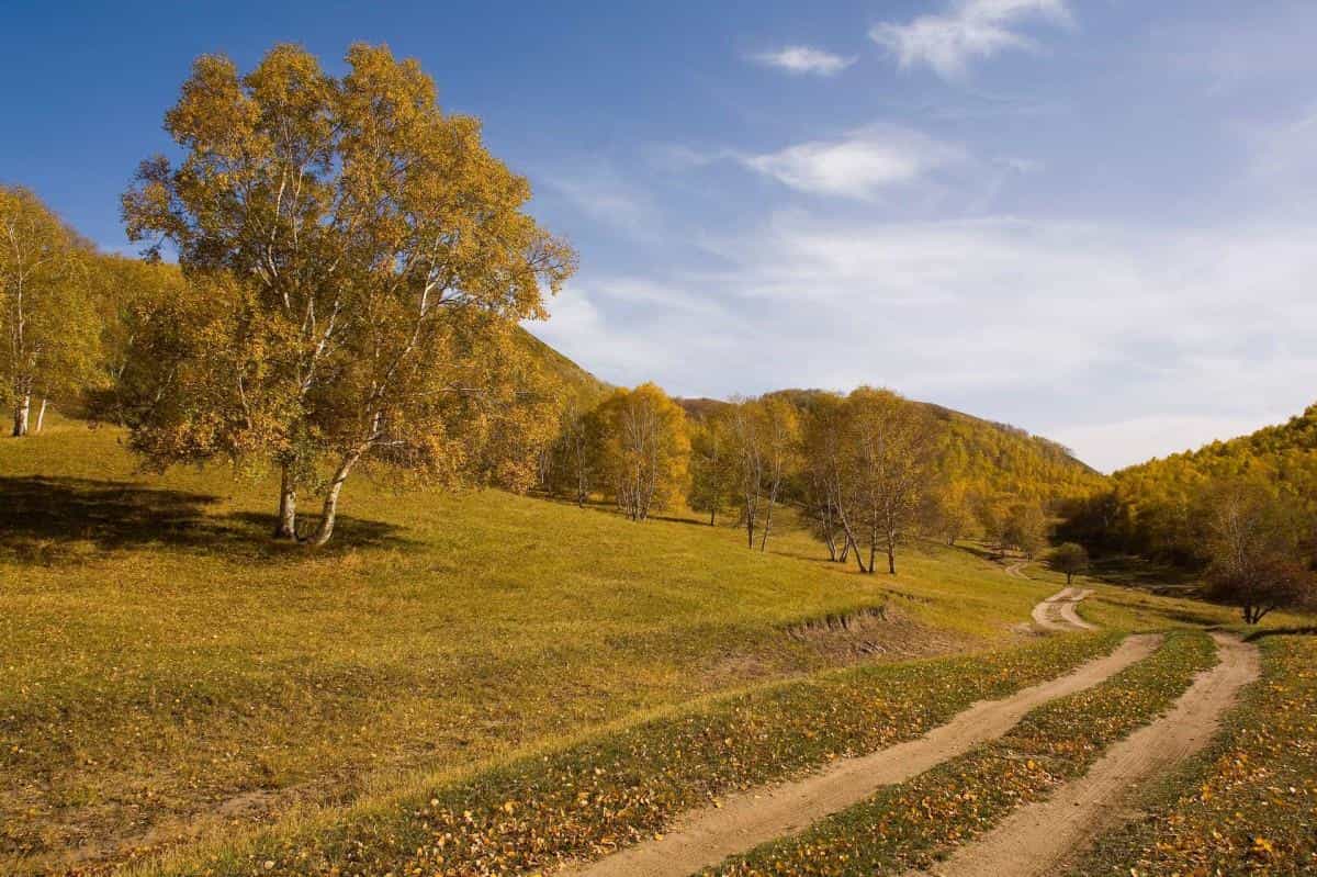 秋天的森林与草原图片