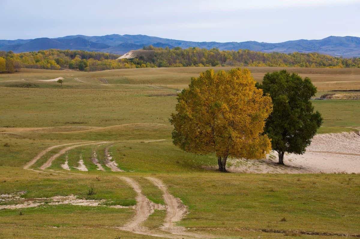 秋天的森林与草原图片