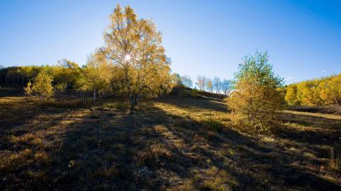 秋天的森林与草原图片