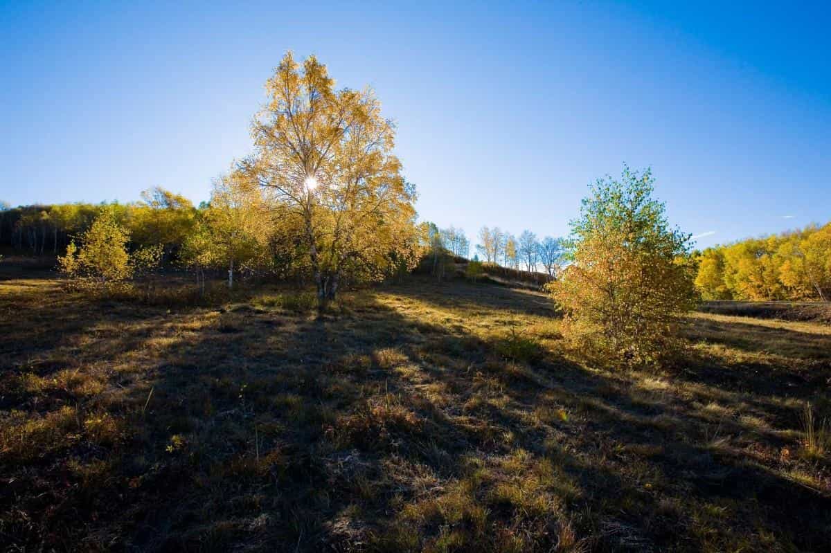 秋天的森林与草原图片
