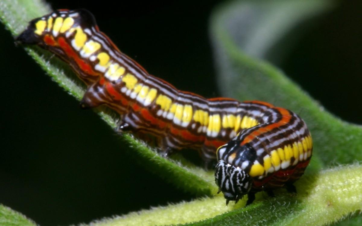 可爱的毛毛虫图片