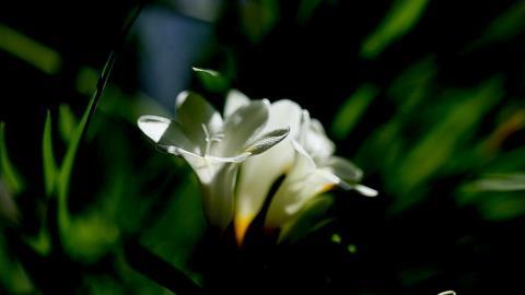 香雪兰花卉图片第二辑