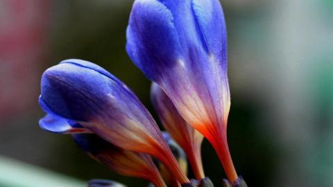 香雪兰花卉图片第二辑