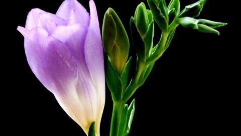 香雪兰花卉图片第二辑