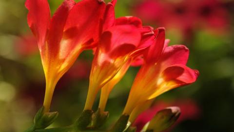 香雪兰花卉图片第二辑