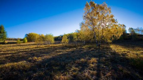 秋天的森林与草原图片