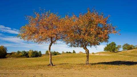 秋天的森林与草原图片