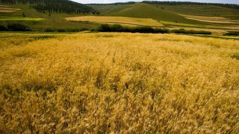 秋天的森林与草原图片