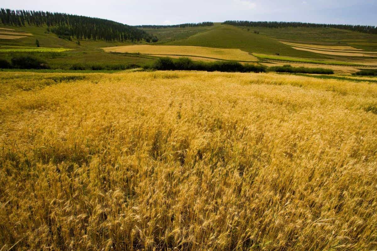 秋天的森林与草原图片