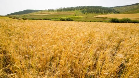 秋天的森林与草原图片
