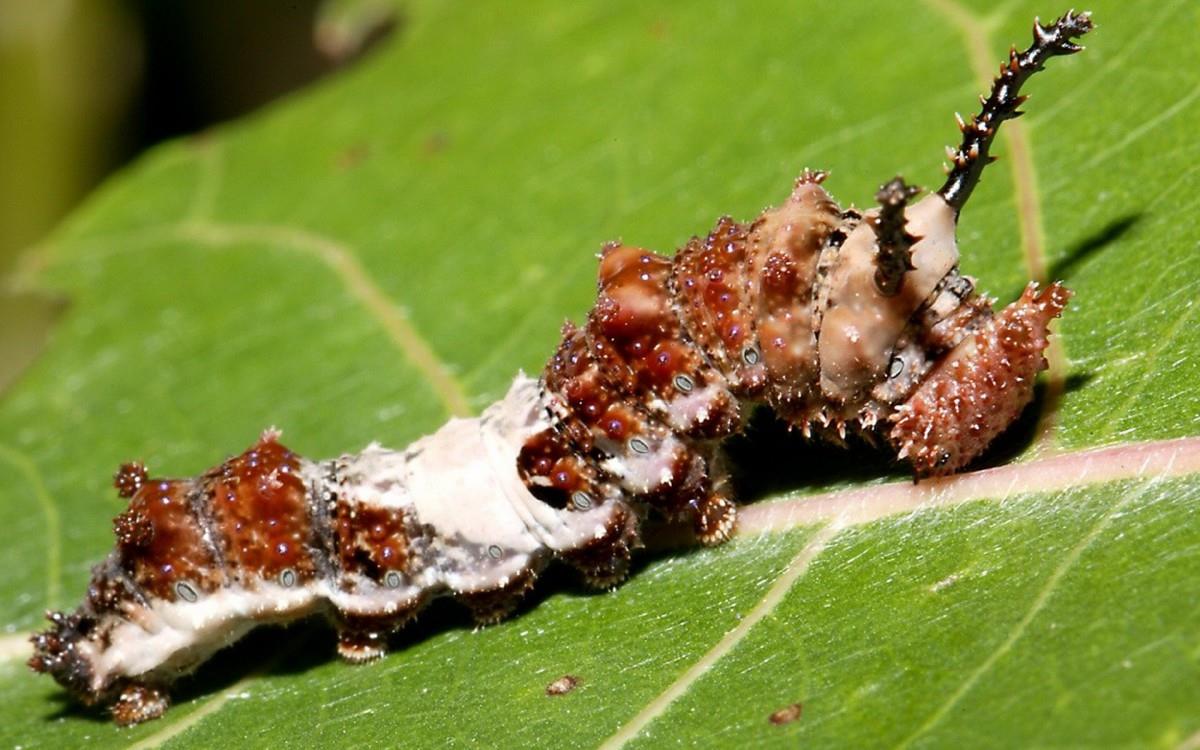 可爱的毛毛虫图片