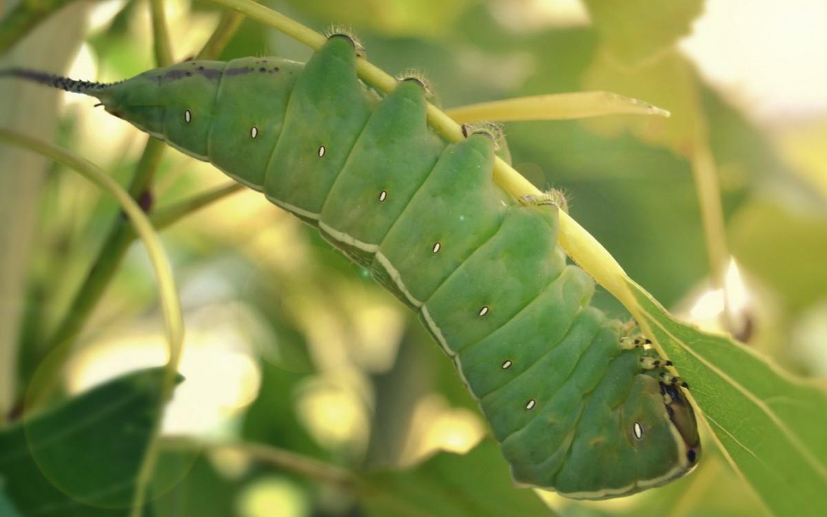 可爱的毛毛虫图片