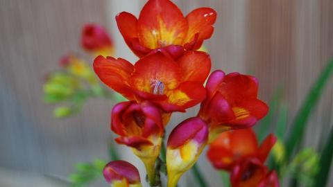 香雪兰花卉图片第二辑