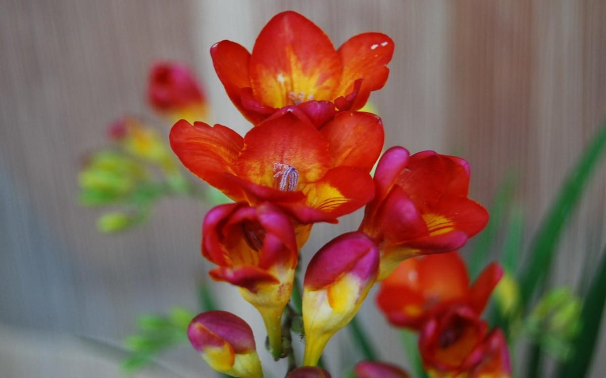 香雪兰花卉图片第二辑