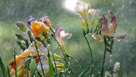 香雪兰花卉图片第二辑