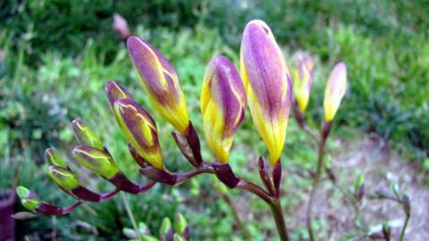 香雪兰花卉图片第二辑