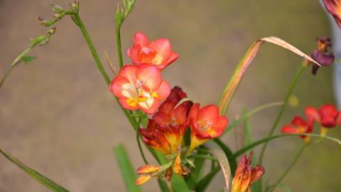 香雪兰花卉图片第二辑