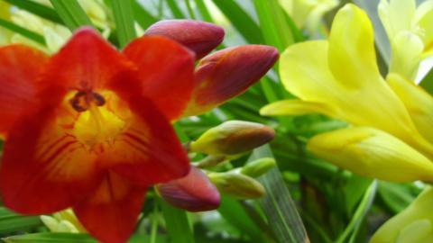 香雪兰花卉图片第二辑