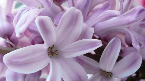 淡雅美丽的风信子花语图片