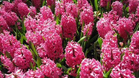 淡雅美丽的风信子花语图片