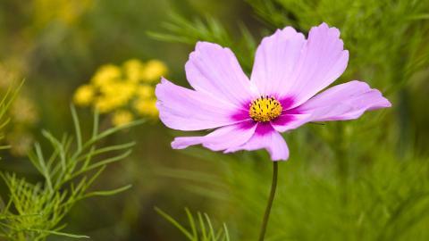 各色的鲜花图片