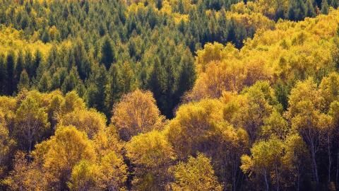 秋天的森林与草原图片