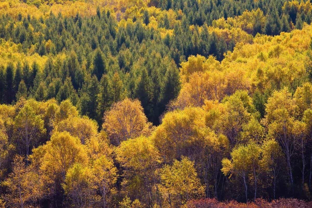 秋天的森林与草原图片