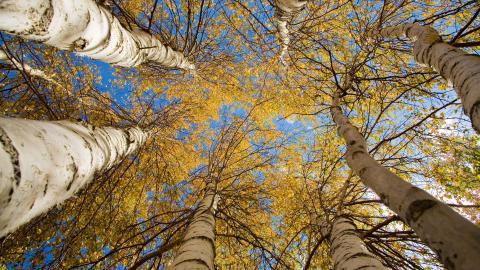 秋天的森林与草原图片