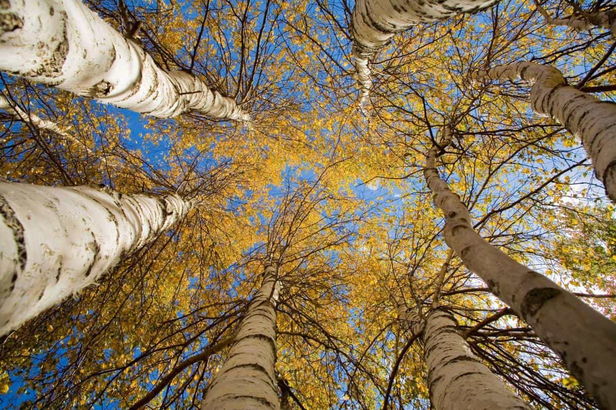 秋天的森林与草原图片