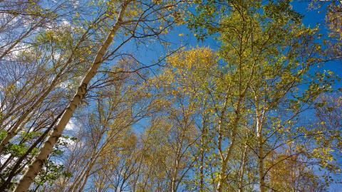 秋天的森林与草原图片
