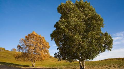 秋天的森林与草原图片
